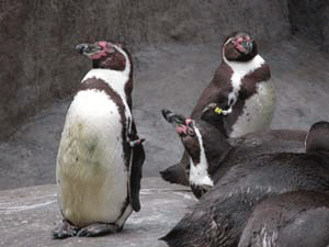 Penguins in Santa Barbara Zoo