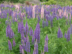Canadian Lupins