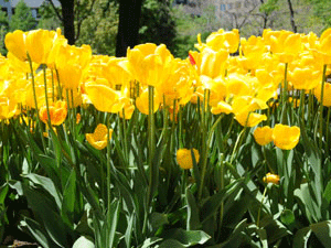 Toronto Canada's Tulips